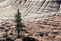 14-AMA-138048 - Checker board Mesa, Zion, Utah, USA