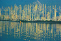 08-AMA-138301 - Poplars in late antumn sunlight, Dal Lake, Srinagar