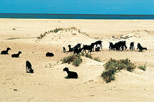 28-AMA-138365 - Dhanushkodi, Rameswaram