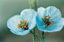 10-AMA-138569 - The Himalayan Blue Poppy