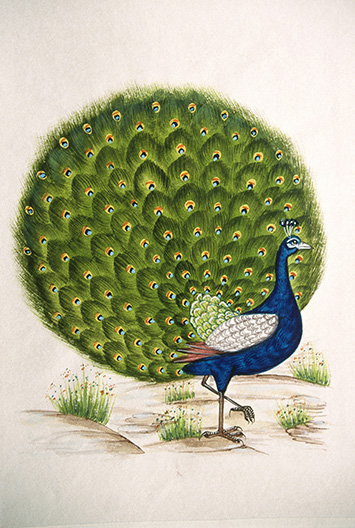 Peacock miniature painting
